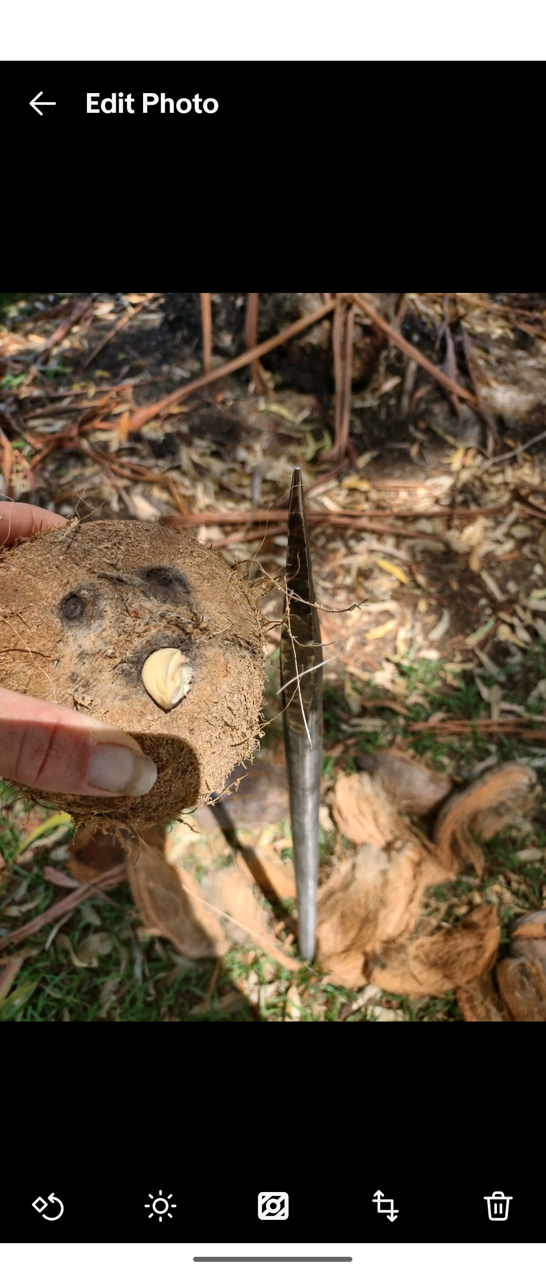 Coconut spike dehusker blacksmith
