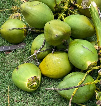 Young Coconut ( AUSTRALIA )