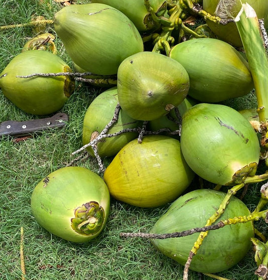 Young Coconut ( AUSTRALIA )