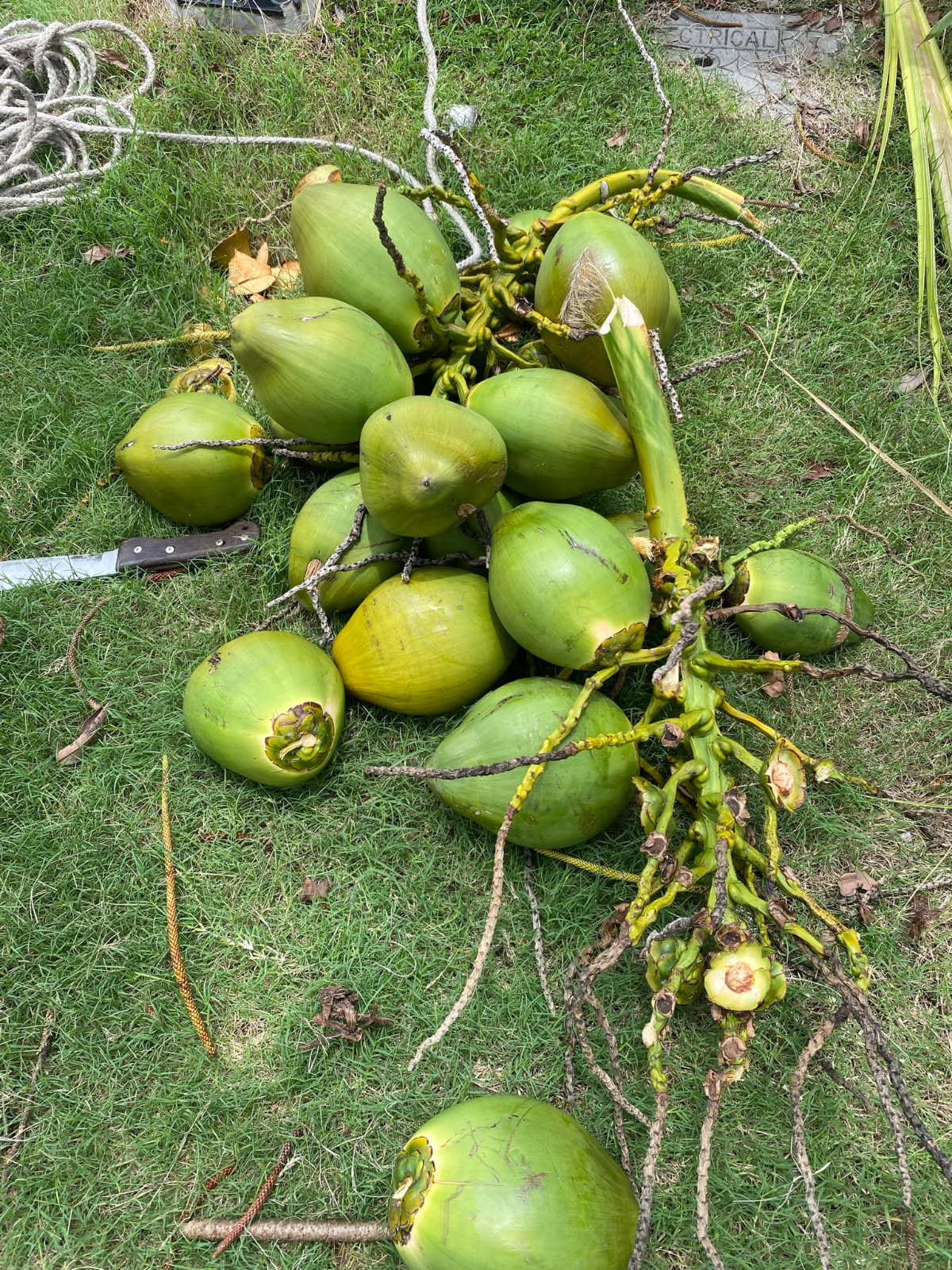 * Fresh Young Drinking Coconuts Brisbane Delivery *