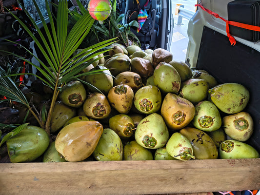 Young Coconut ( AUSTRALIA )