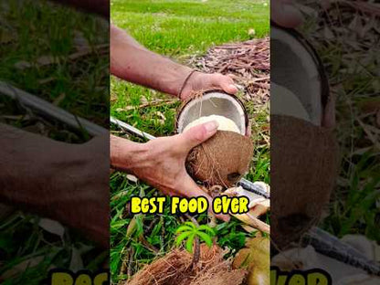 Coconut Sprout