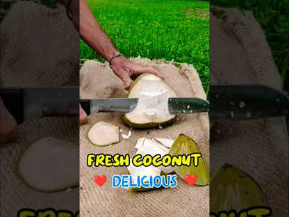 * Fresh Young Drinking Coconuts Brisbane Delivery *