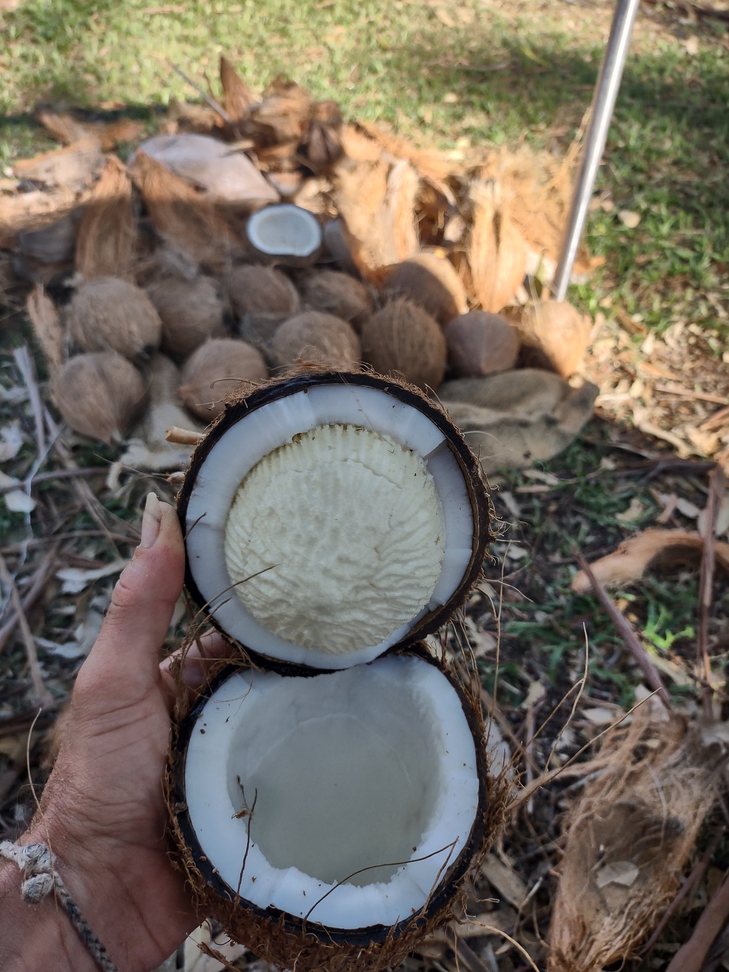 Coconut Sprout