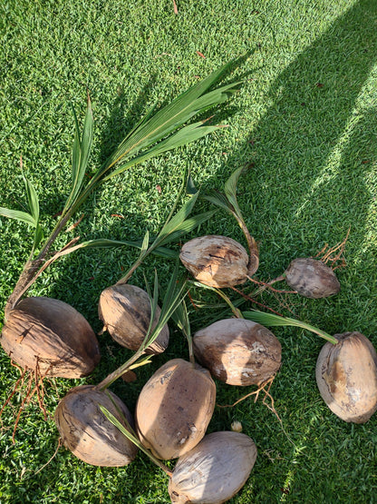 Coconut Sprout