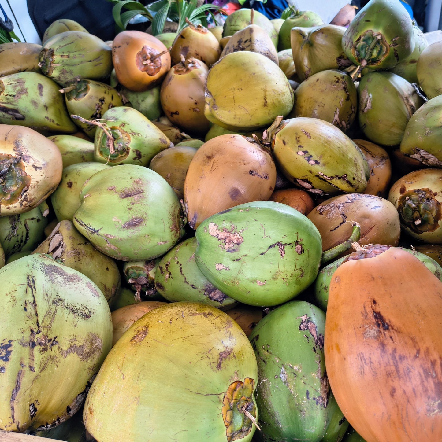* Fresh Young Drinking Coconuts Brisbane Delivery *