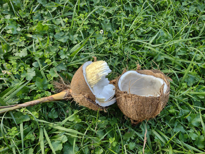 Coconut Sprout