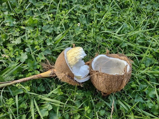 Coconut Sprout